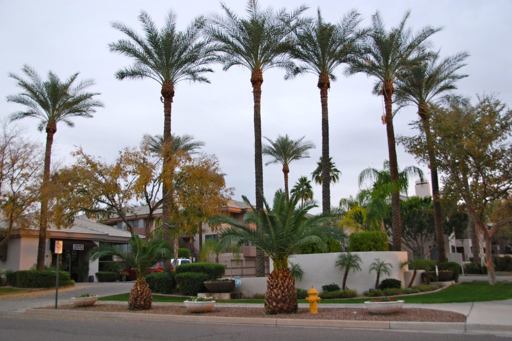 Arcadia Phoenix Urban Spaces