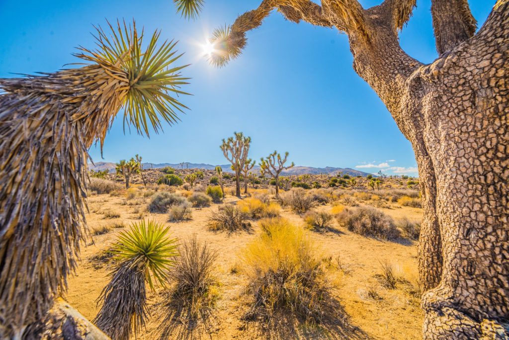 summer, arizona, Photo by Chris Ried on Unsplash